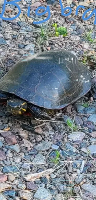 Turtle on rocky path with green text reading 'Big brain' in mobile wallpaper.