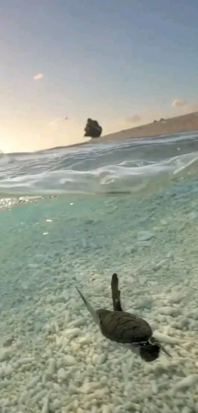 Turtle walking on a sunlit beach with ocean waves.