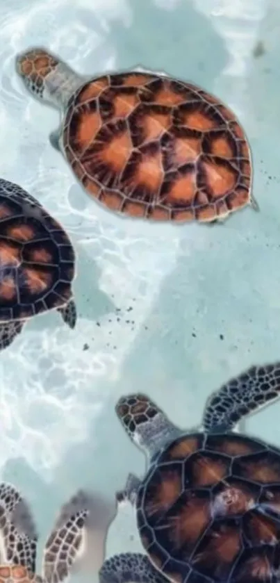 Sea turtles swimming in light blue water, showcasing serenity and nature's beauty.