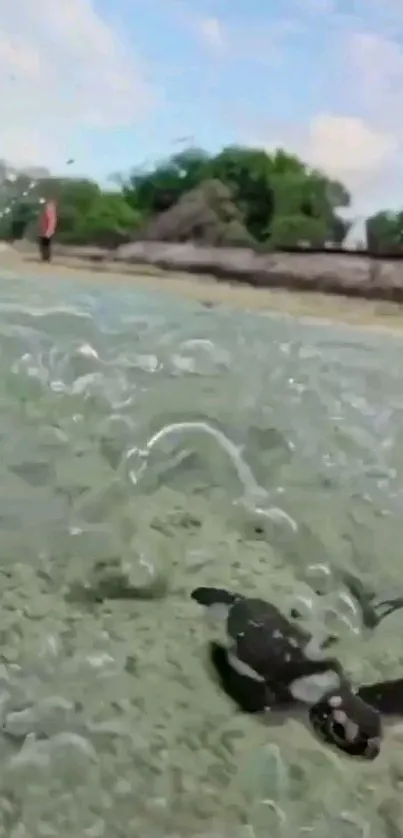 A turtle splashes near a serene beach.