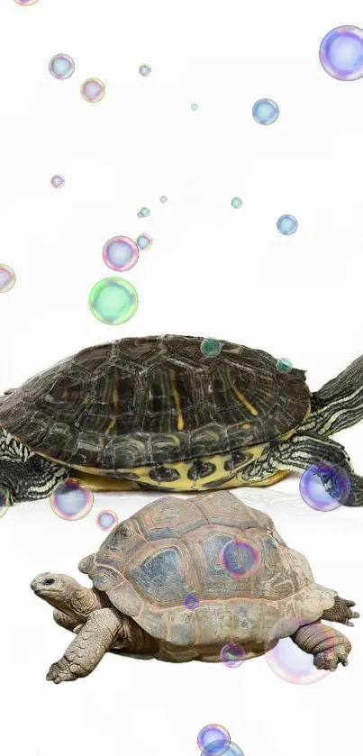 Two turtles with colorful bubbles on a white background wallpaper.