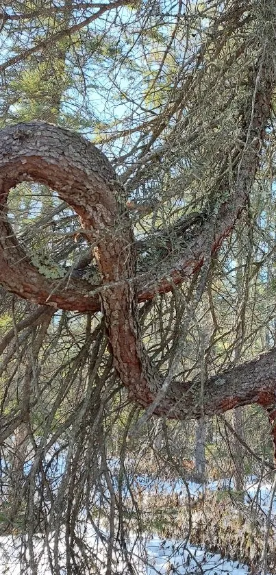 Twisted tree in a vibrant forest setting.