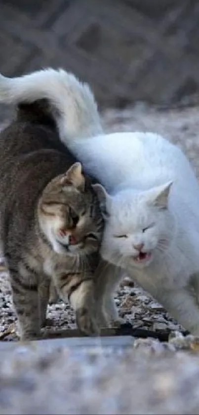 Two cats walking together outdoors, showing affection.