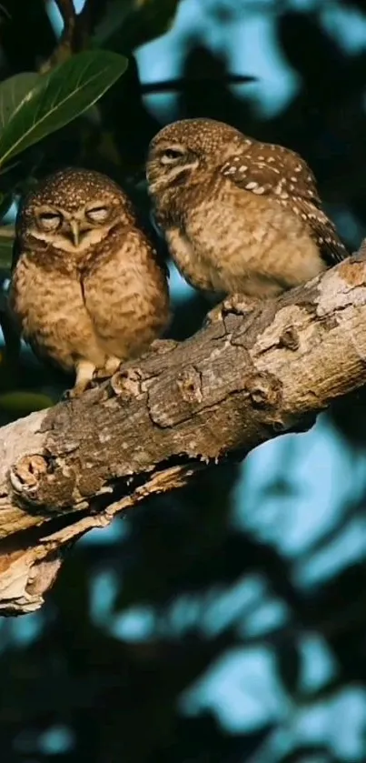 Two owls resting peacefully on a tree branch at dusk.