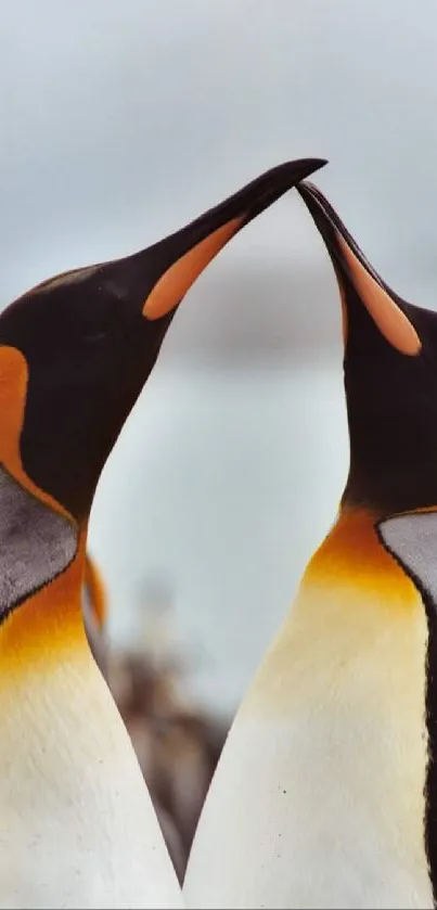 Two penguins gently touching beaks in a serene setting.