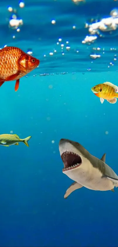 Colorful fish and a shark in blue ocean wallpaper.