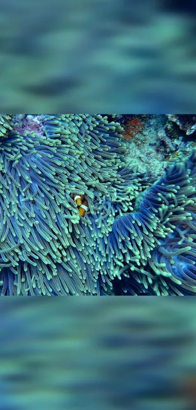 Teal underwater scene with anemone and hidden clownfish.