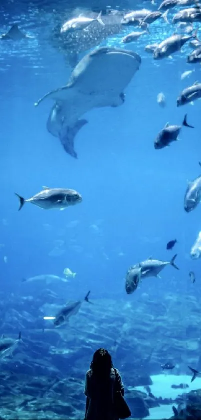 Aquarium scene with diverse marine life and vibrant blue water.