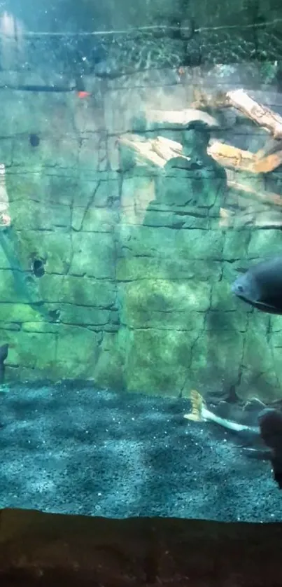 Underwater aquarium scene with fish and rock background.