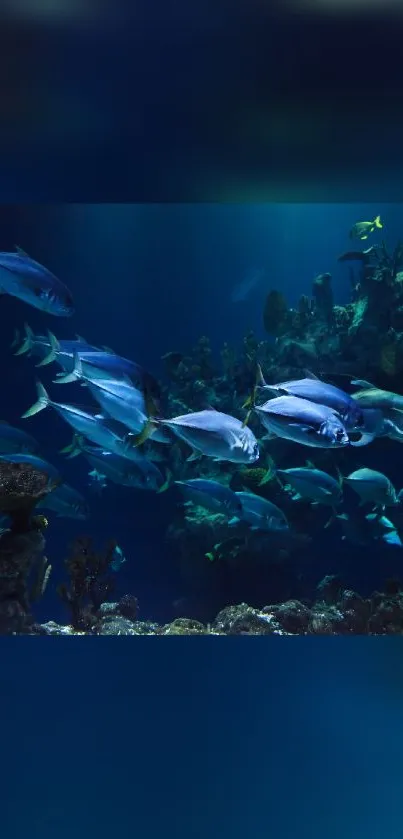 Vivid underwater aquarium with fish swimming among corals.