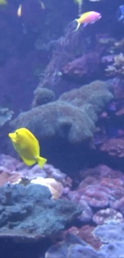 Vibrant aquarium with colorful fish and corals in an underwater scene.