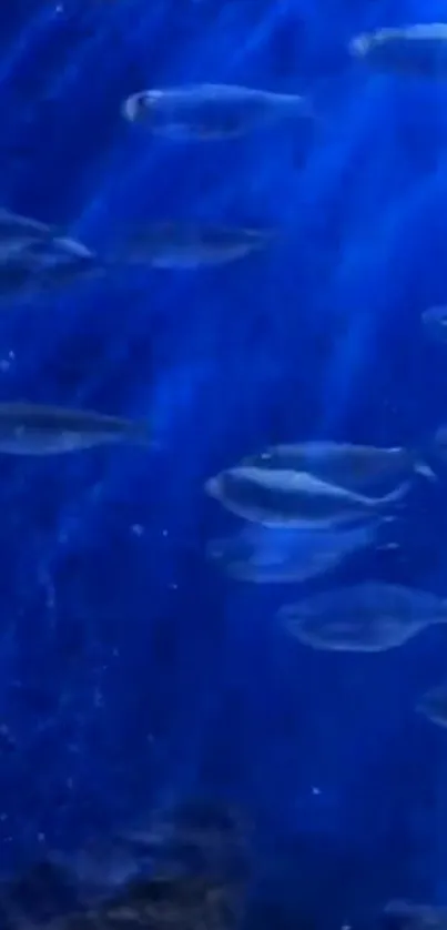 Underwater scene with fish swimming in deep blue waters.