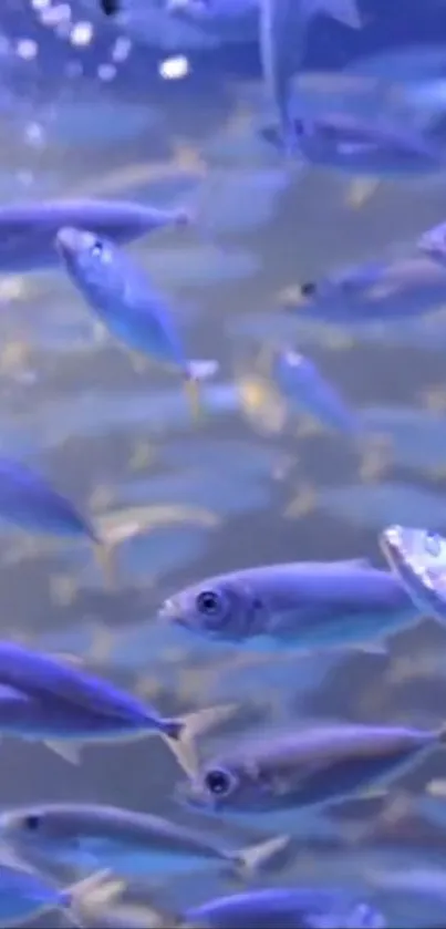 School of blue fish swimming in a tranquil underwater scene.