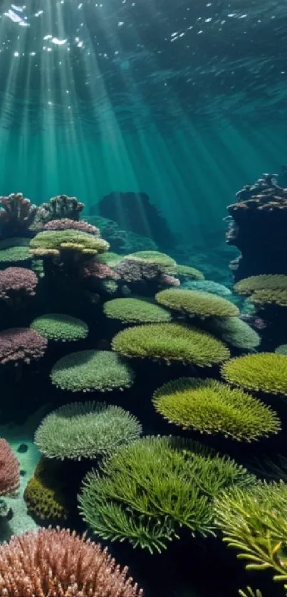 Vibrant coral reef wallpaper with beams of sunlight underwater.