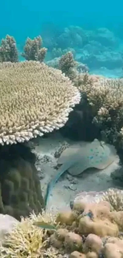 Serene underwater view of coral reefs featuring a ray and vibrant marine life.