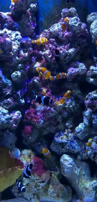 Vibrant coral reef with clownfish in vivid blue waters.