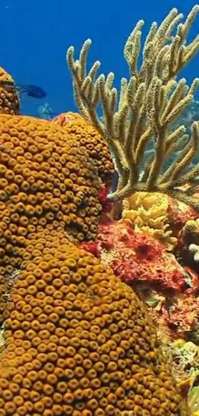 Vibrant orange coral reef with diverse marine life underwater.