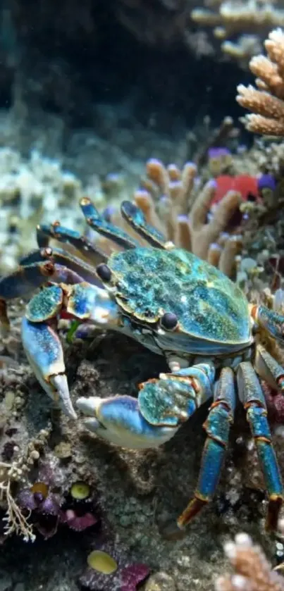 Colorful crab amidst coral reef underwater.