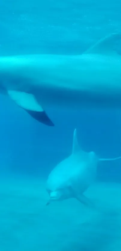 Dolphins gracefully swimming underwater in a tranquil ocean setting.