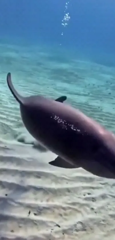 Serene underwater scene with swimming dolphin