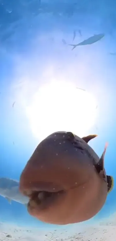 Underwater view with fish swimming in blue ocean waters.