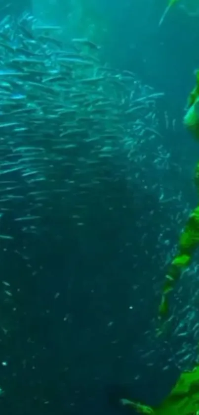 A vibrant underwater scene with fish and seaweed.