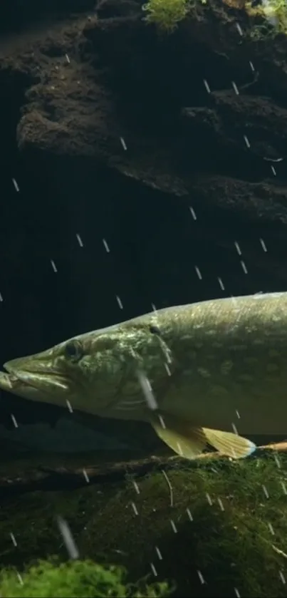 A fish swimming gracefully in a dark green underwater setting.