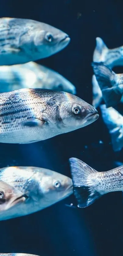 A vibrant school of fish swimming in deep blue waters, creating a serene underwater scene.