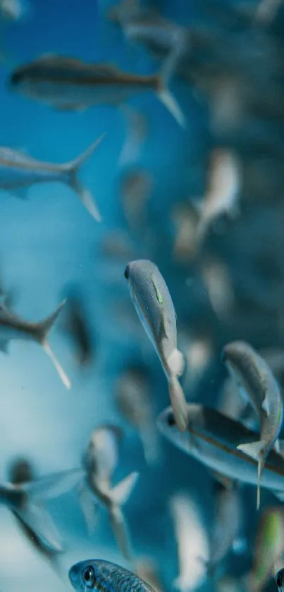 A vibrant underwater scene with a swarm of fish swimming in the blue ocean depths.