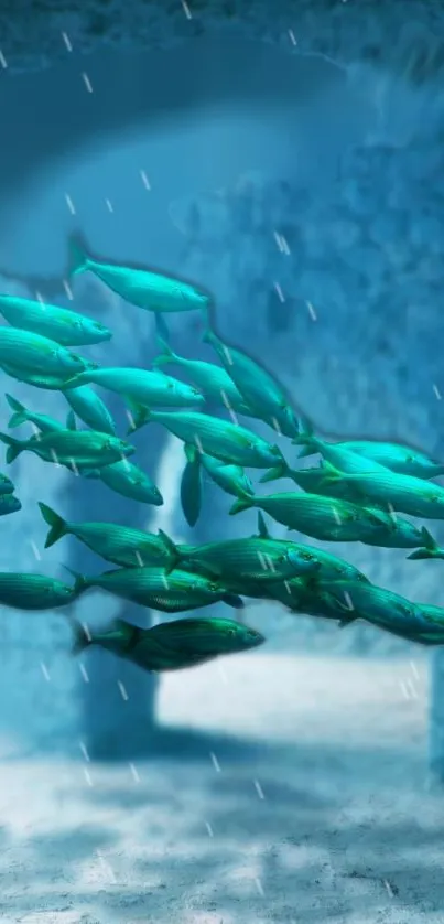 Vibrant school of fish in a teal underwater scene.