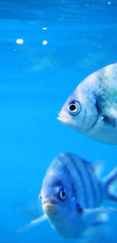 Underwater scene with blue fish swimming gracefully.