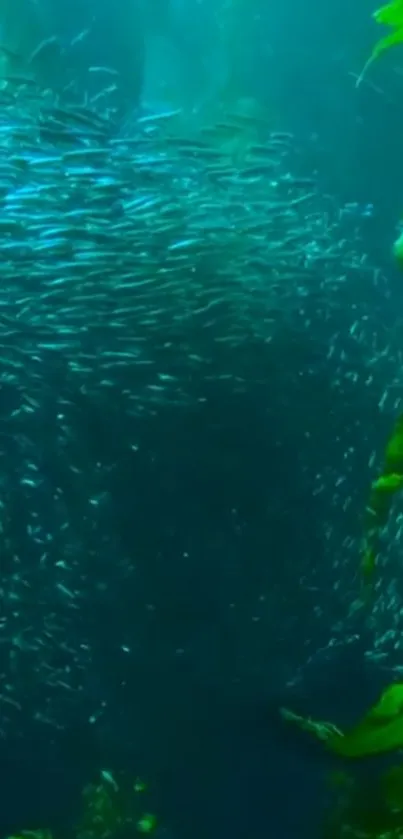 Underwater view of kelp forest and fish swirling.