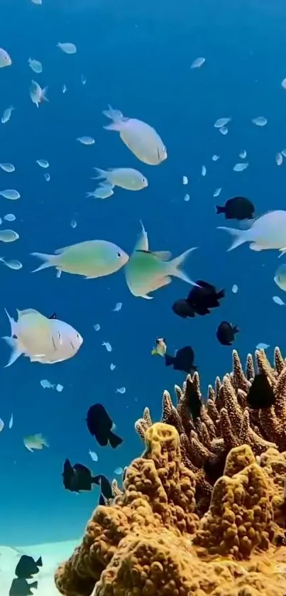 Underwater scene with colorful fish and coral reefs.