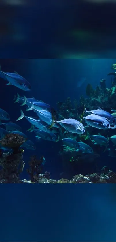 Vibrant fish swimming in a coral reef underwater scene.