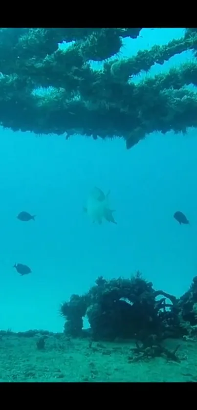 Peaceful underwater scene with fish swimming near coral reefs.