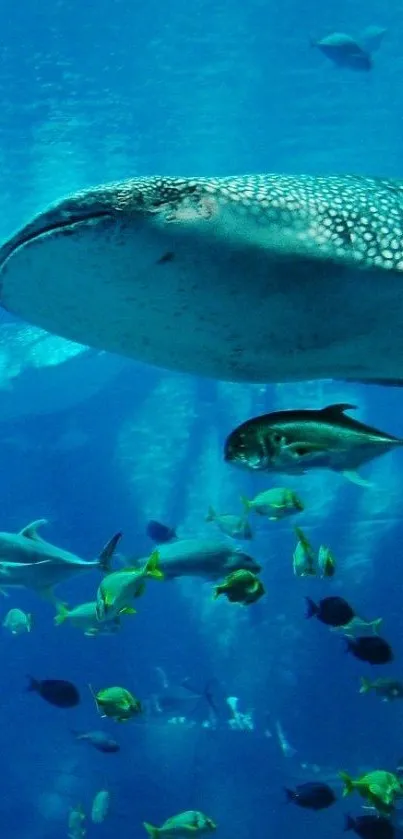 Majestic whale shark swimming underwater with colorful fish.