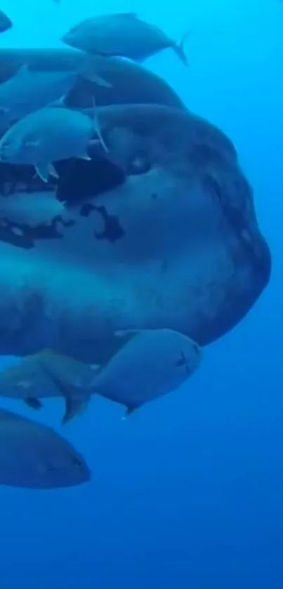 Vibrant underwater ocean scene with fish swimming.