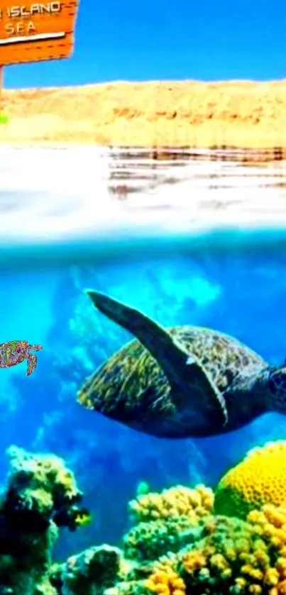 Sea turtle swims above vibrant coral in the clear blue Red Sea.