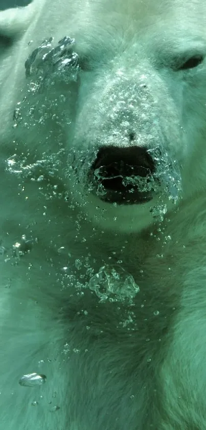 Polar bear swimming underwater with bubbles in aqua tones.