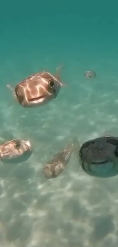 Underwater view of pufferfish swimming in clear blue waters.