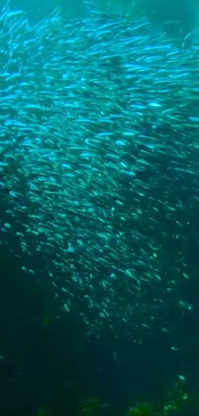 Vibrant school of fish in turquoise waters mobile wallpaper.