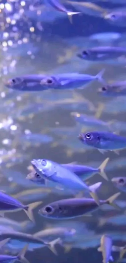 A school of fish swimming in a blue ocean.