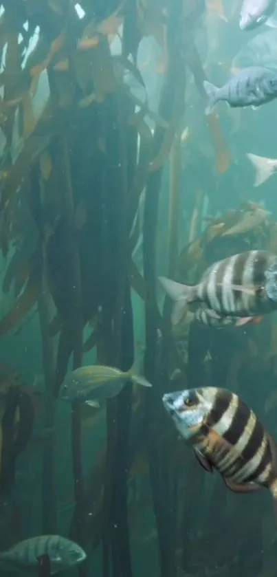 Underwater scene with fish and kelp in vibrant blue tones.