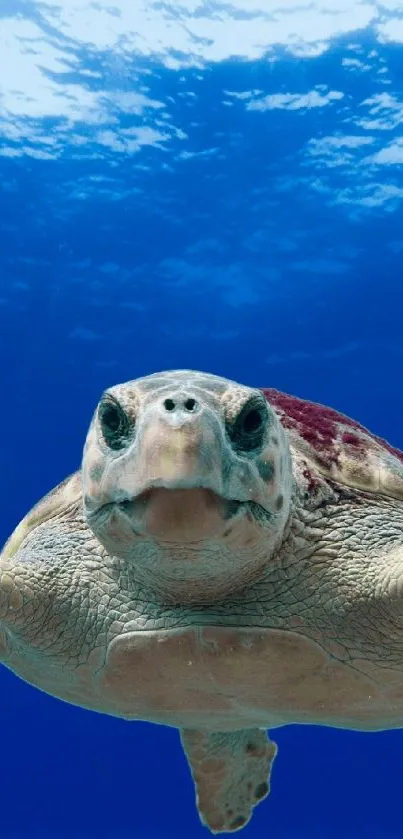 A tranquil underwater scene featuring a graceful sea turtle swimming.