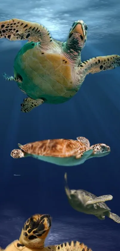 Sea turtles swimming gracefully underwater against a deep blue ocean background.