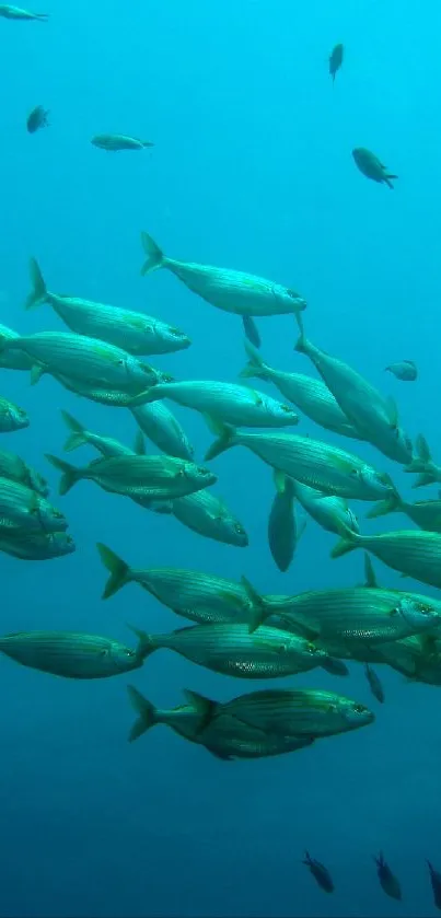 School of fish swimming in deep blue ocean waters