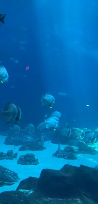 Blue underwater scene with swimming fish in serene ocean depths.