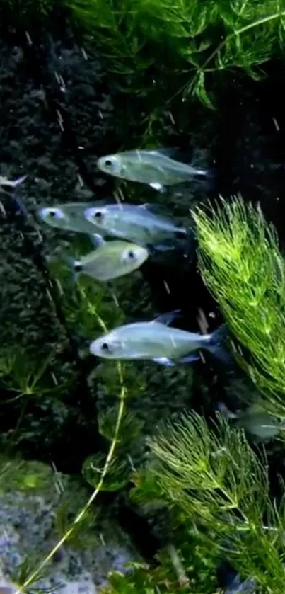 Tranquil underwater scene with fish and green aquatic plants.