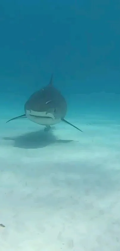 Shark swimming in clear blue ocean water.