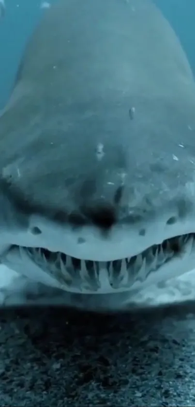 Close-up view of a shark underwater displaying its teeth.